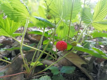Wild strawberries growing on site