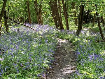Bluebell woods