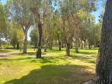 Serviced pitches among the trees