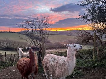 All llamas appreciate a good sunset