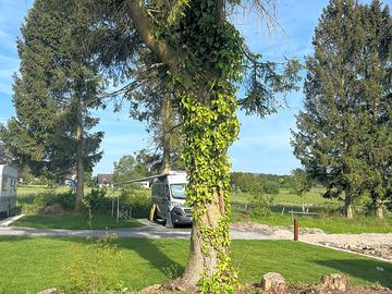 Greenery around the site