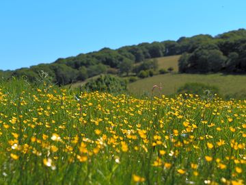 Hay meadow with wildflowers