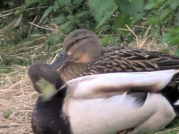Ducks