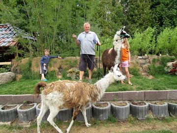 Sign up for llama walks
