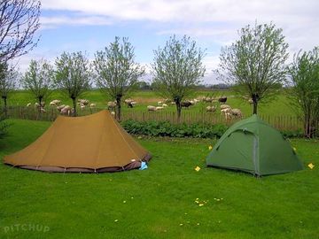 Camping near the lambs