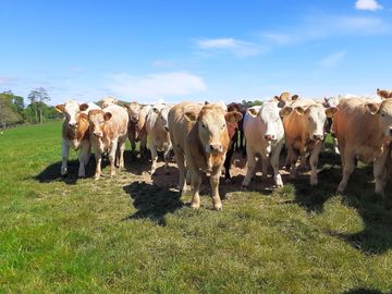 Cows on the farm