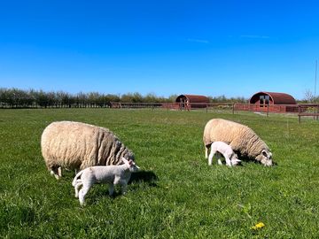 Meet the farm animals