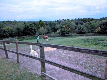 More alpacas