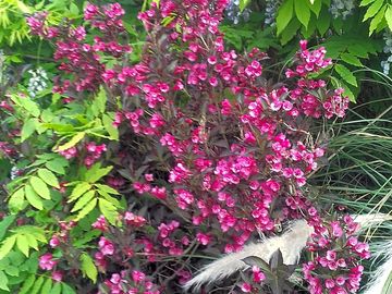 Seasonal flowers