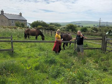 Meet the friendly horses
