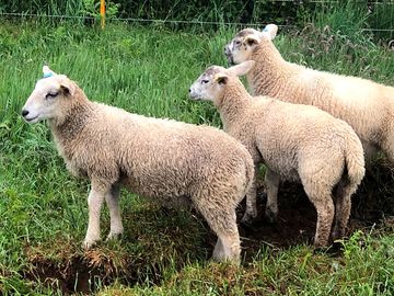 Orphan lambs