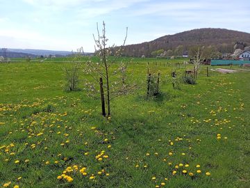 Meadow with fruit trees