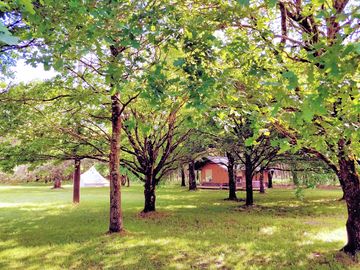 Glamping units in the woods