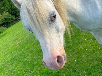 One of the ponies on the farm