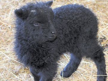 Lambing