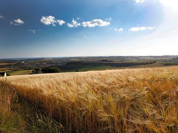 Fields of gold