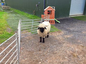 Cute valais blacknose sheep