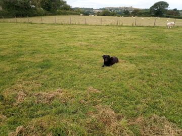 Flat camping field