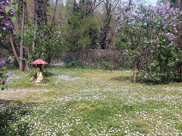 Pitch surrounded by wildflowers