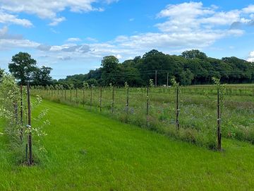 A diverse collection of apples, pears and plum trees in the orchard