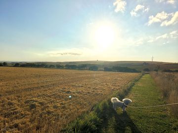 Dedicated dog walk on site
