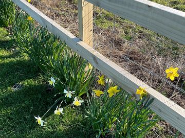 Spring flowers