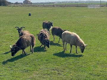 Sheep in paddock across the road