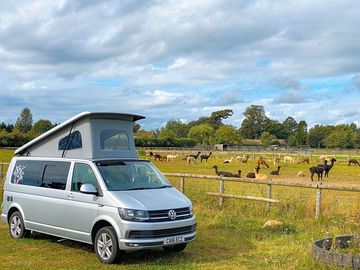 Visitor image of the pitch next to Alpacas