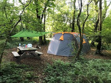 Bracken woodland pitch