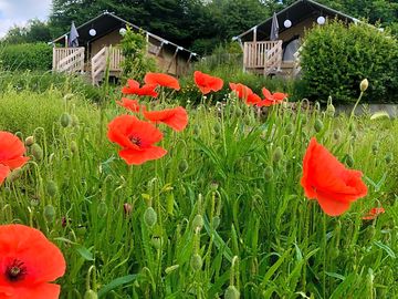 Safari tents