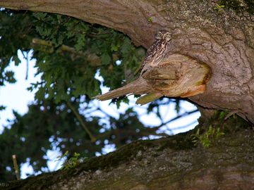 Little owl in the tree