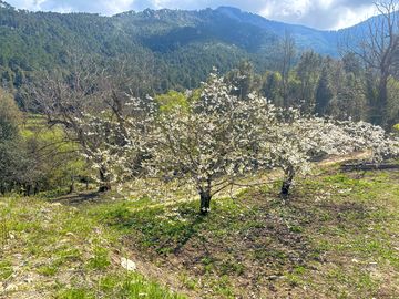 View over the cork oak forest to the mountains