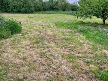 Wildflower areas in the camping field