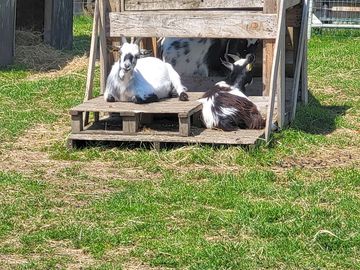 Goats on site