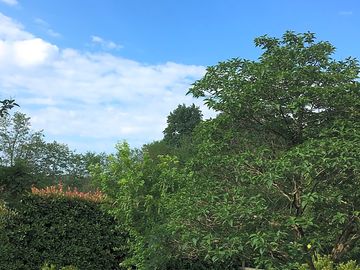 Garden views