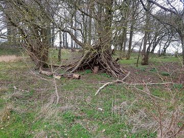 Woodland den built by previous guests