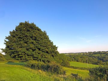 Trees and somerset landscapes