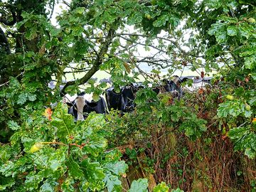 Curious cows