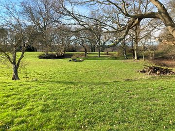 Trees for shade and shelter