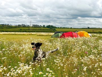 Jess in flower strip