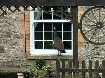 Drew, the resident peacock