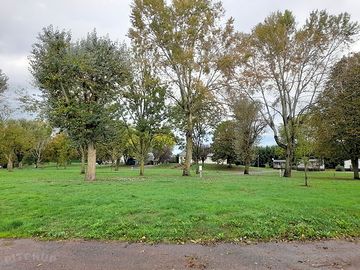 Pitches among the trees