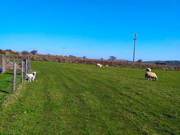 Sheep on site