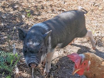 Farm animals