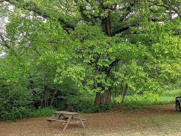 Pitch between an old oak tree and the stream