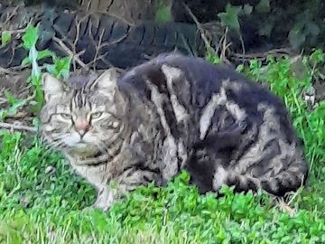 It was stalking me. beautiful cat.