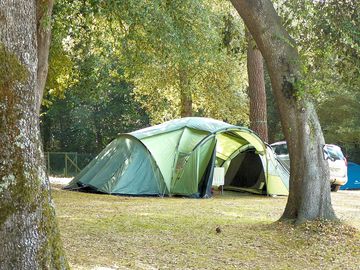 Pitches among the trees