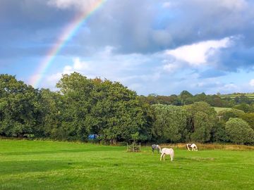 Horses grazing in the fields