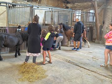 Ponys borstelen met de gasten