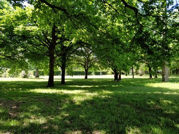 Woodland around the site